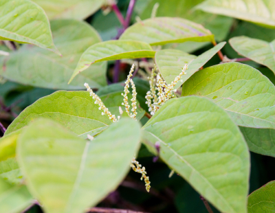 Bamboo infestations putting property sales at risk - warning