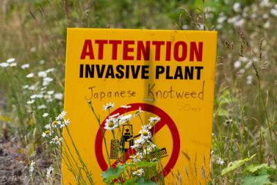 Winter warning over Japanese Knotweed