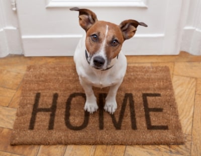 Barking mad? Warren Buffett agency runs contest to win pet-size home