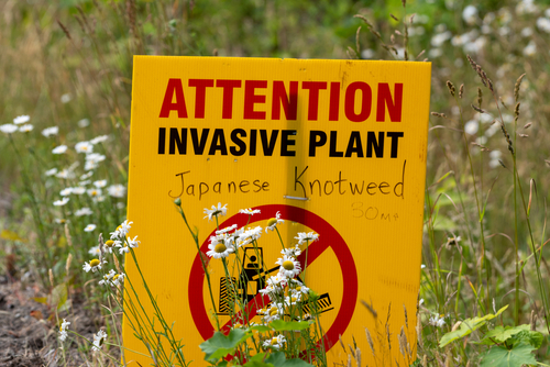 Supreme Court overturns Japanese Knotweed redress ruling