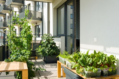 Balconies and containers – a microcosm of biodiversity