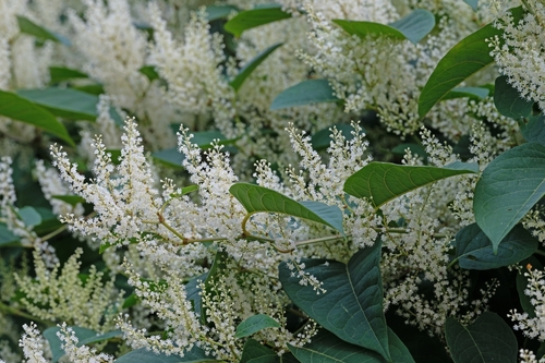 Homeowners mistaking common garden plants for Japanese knotweed - warning